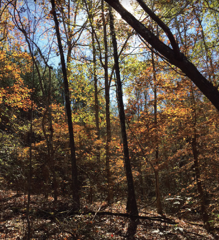 SOLD Ashland Mississippi Tree Farm, Investment Grade Timber Property