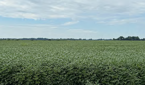 Becker Farms crops