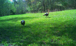 Turkey in a field at Hickory Valley Farm